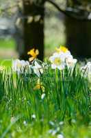 Blühende weiße und gelbe Osterglocken (Narzissus Pseudonarzissus)