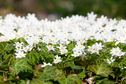 Wood Anemones