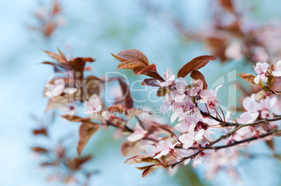 Japanische Kirsche / Japanese Cherry