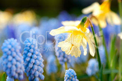 Blühende hellgelbe Osterglocken und hellblaue Hyazinthen im Frühling