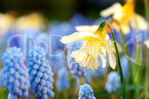 Blühende hellgelbe Osterglocken und hellblaue Hyazinthen im Frühling