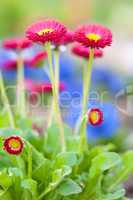 bellis perennis (daisy)