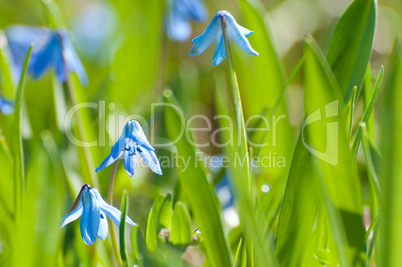 Blausternchen / Scilla