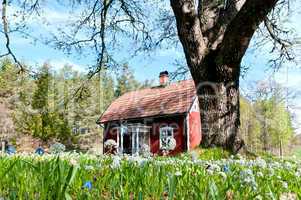 Rotes Holzhaus in Schweden im Frühling