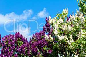 Blühender violetter und weißer Flieder