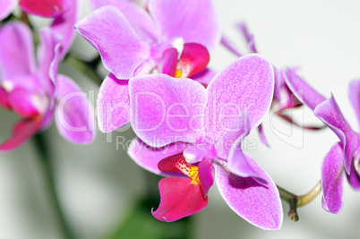 Orchidee