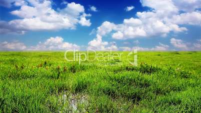 green grass on a background cloudy sky