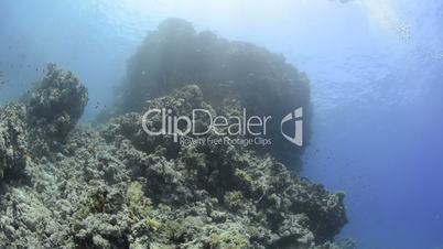 Wide angle view of a coral reef pinnacle