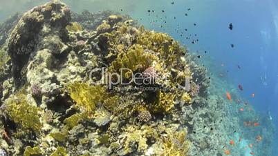 Pristine hard coral reef colony in shallow water