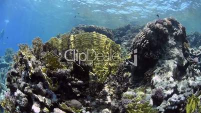 Pristine hard coral reef colony in shallow water