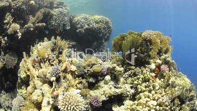 POV of a scuba diver exploring a coral reef