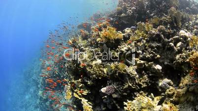 Pristine hard coral reef colony in shallow water