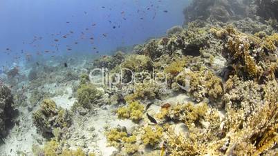 POV of a scuba diver exploring a coral reef