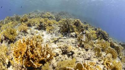 POV of a scuba diver exploring a coral reef