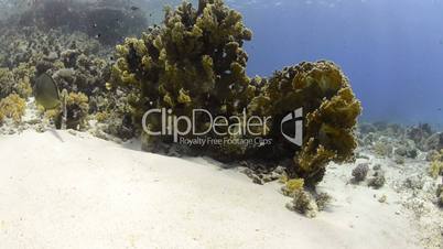 Pristine coral reef habitat