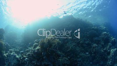 Low angle silhouette view of a coral reef