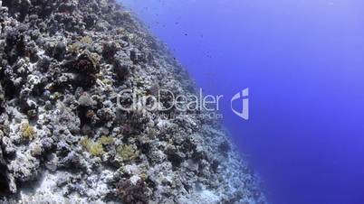 POV of a scuba diver exploring a coral reef