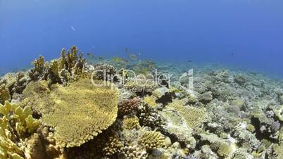 Pristine hard coral reef colony in shallow water