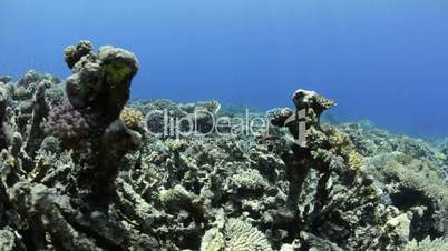 POV of a scuba diver exploring a coral reef
