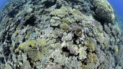 Fish eye top view of a Pristine hard coral reef