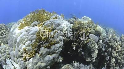 Pristine hard coral reef colony in shallow water