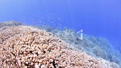 Pristine hard coral reef colony in shallow water