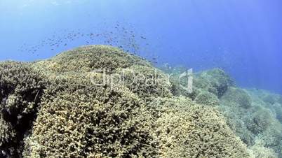 Pristine hard coral reef colony in shallow water