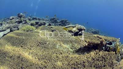 Pristine hard coral reef colony in shallow water