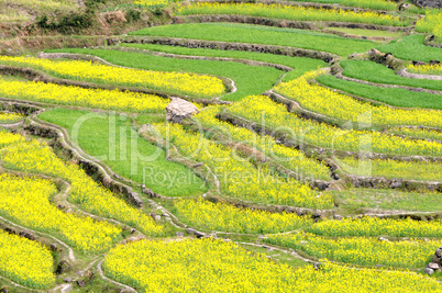 Rapeseed fields