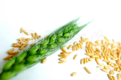 Green wheat ears