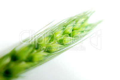 Green wheat ears