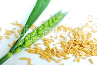 Green wheat ears