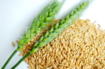 Green wheat ears