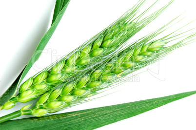 Green wheat ears