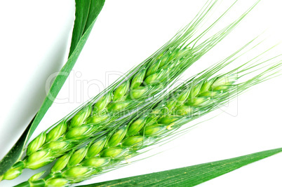 Green wheat ears