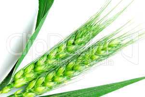 Green wheat ears