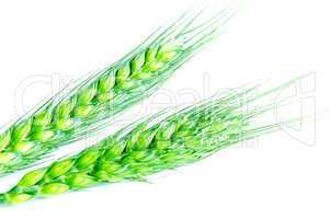 Green wheat ears