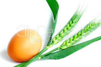 Egg and wheat