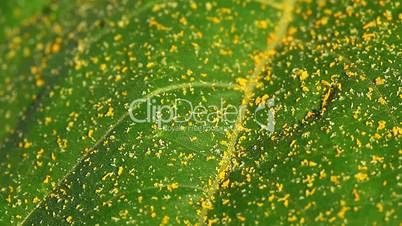 pollen on the leaf of sunflower - macro