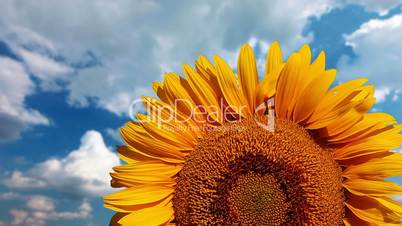 flowering sunflower on a background cloudy sky