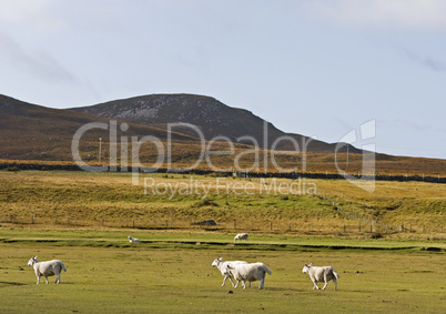 sheeps in scotisch landscape