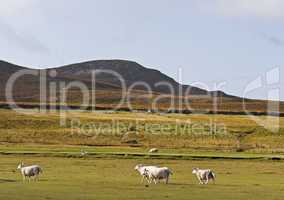 sheeps in scotisch landscape