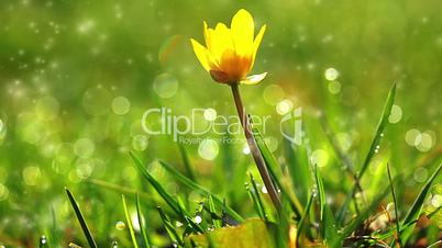spring grass and flower