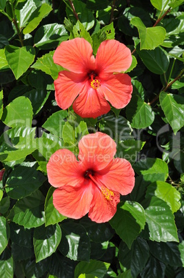 Hibiskus