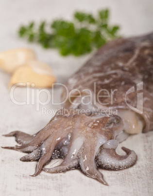 Raw Cuttlefish