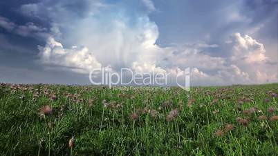 field of spring flowers on a background cloudy sky