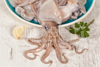 Octopus