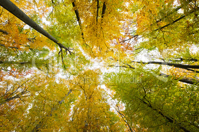 Autumn Forest