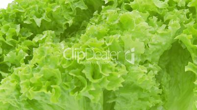 closeup of green lettuce