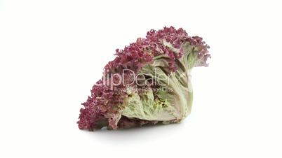 lollo rosso red lettuce isolated
